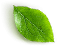 Lehtdekoratsioon